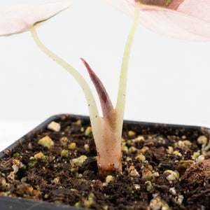 Alocasia 'Cuprea' Pink/Albo Variegated (wk31-J)