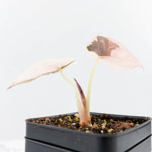 Alocasia 'Cuprea' Pink/Albo Variegated (wk31-J)
