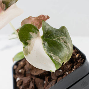 Alocasia 'Cuprea' Pink/Albo Variegated (wk38-L286)