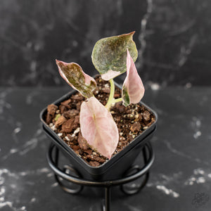 Alocasia 'Cuprea' Pink/Albo Variegated (wk41-L345)