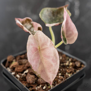 Alocasia 'Cuprea' Pink/Albo Variegated (wk41-L345)