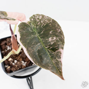 Alocasia 'Cuprea' Pink/Albo Variegated (wk20-A)