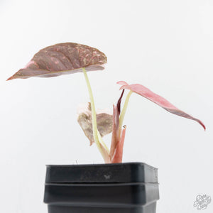 Alocasia 'Cuprea' Pink/Albo Variegated (wk20-A)