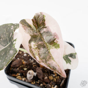 Alocasia 'Cuprea' Pink/Albo Variegated (wk20-B)