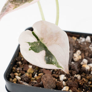 Alocasia 'Cuprea' Pink/Albo Variegated (wk20-B)