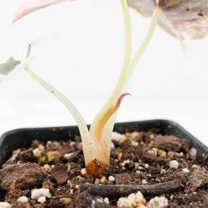 Alocasia 'Cuprea' Pink/Albo Variegated (wk20-B)