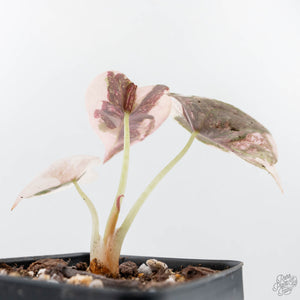 Alocasia 'Cuprea' Pink/Albo Variegated (wk20-B)