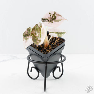 Alocasia 'Cuprea' Pink/Albo Variegated (wk23-D)