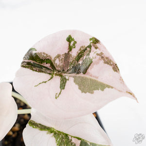 Alocasia 'Cuprea' Pink/Albo Variegated (wk23-D)