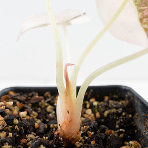 Alocasia 'Cuprea' Pink/Albo Variegated (wk23-D)