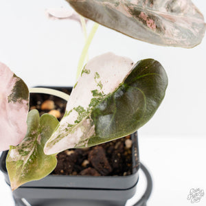 Alocasia 'Cuprea' Pink/Albo Variegated (wk25-H)