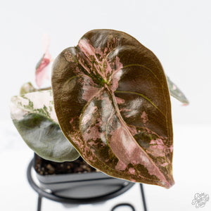 Alocasia 'Cuprea' Pink/Albo Variegated (wk25-H)