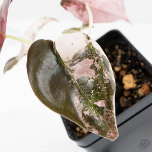 Alocasia 'Cuprea' Pink/Albo Variegated (wk25-H)