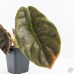 Alocasia 'Cuprea' Pink Mint Variegated (wk27-N) *Corming Size*