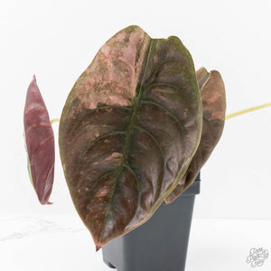 Alocasia 'Cuprea' Pink Mint Variegated (wk27-N) *Corming Size*