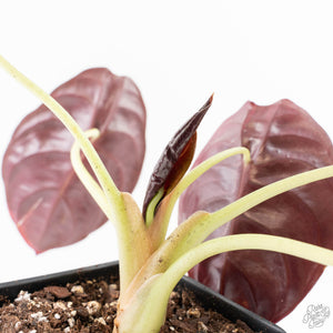 Alocasia 'Cuprea' Pink Mint Variegated (wk27-N) *Corming Size*