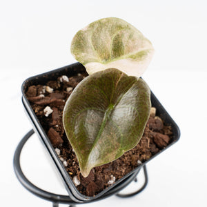 Alocasia 'Cuprea' Pink Mint Variegated (wk31-I)