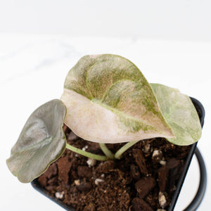 Alocasia 'Cuprea' Pink Mint Variegated (wk31-I)