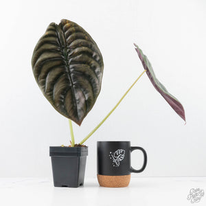 Alocasia 'Cuprea' Pink/Mint Variegated (wk20-L) *Corming Size*