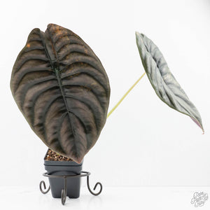 Alocasia 'Cuprea' Pink/Mint Variegated (wk20-L) *Corming Size*