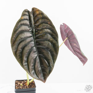 Alocasia 'Cuprea' Pink/Mint Variegated (wk20-L) *Corming Size*