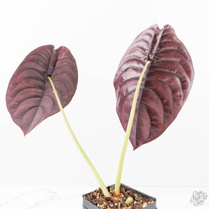Alocasia 'Cuprea' Pink/Mint Variegated (wk20-L) *Corming Size*
