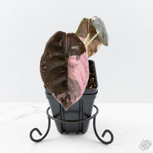 Alocasia 'Cuprea' True Pink Variegated *Corm Grown* (26-UJ)