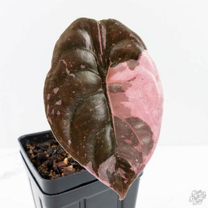 Alocasia 'Cuprea' True Pink Variegated *Corm Grown* (26-UJ)