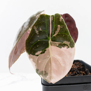 Alocasia 'Cuprea' True Pink Variegated *Corm Grown* (26-UJ)