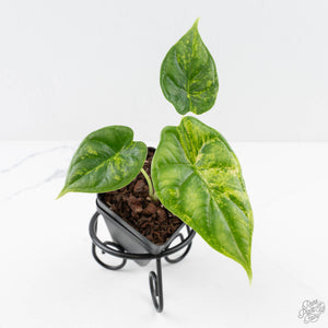 Alocasia Dragon Scale Aurea *Grower's Choice*