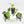 Alocasia Dragon Scale Aurea *Grower's Choice*