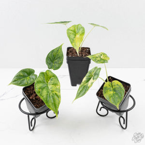 Alocasia Dragon Scale Aurea *Grower's Choice*