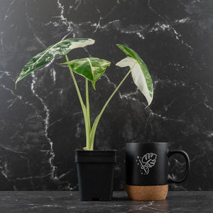 Alocasia 'Frydek' Albo Variegated
