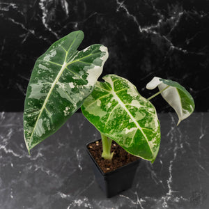 Alocasia 'Frydek' Albo Variegated
