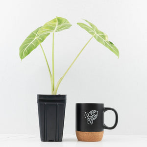 Alocasia 'Frydek' aurea variegated (wk31-K)
