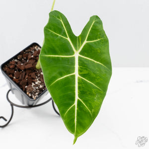 Alocasia 'Frydek' aurea variegated (wk22-Q)