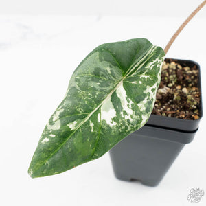 Alocasia heterophylla 'Metallic Blue' Albo variegated (wk19-UC)