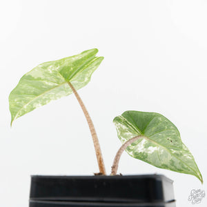 Alocasia heterophylla 'Metallic Blue' Albo variegated (wk19-UC)