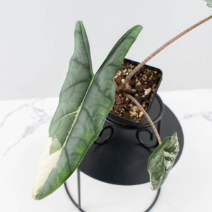 Alocasia heterophylla 'Metallic Blue' Albo variegated (wk30-UL)
