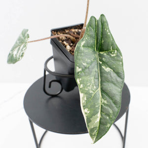 Alocasia heterophylla 'Metallic Blue' Albo variegated (wk30-UL)