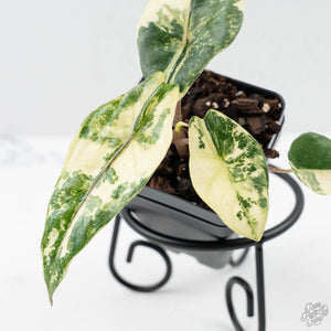 Alocasia Heterophylla 'Metallic Blue' Albo Variegated (wk42-U169)