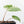 Alocasia heterophylla 'Metallic Blue' Albo variegated (wk21-US)