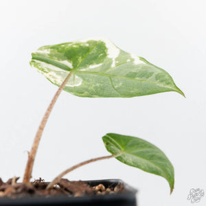 Alocasia heterophylla 'Metallic Blue' Albo variegated (wk21-US)