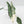 Alocasia heterophylla 'Metallic Blue' Albo variegated (wk37-U75)