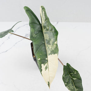 Alocasia heterophylla 'Metallic Blue' Albo variegated (wk37-U75)