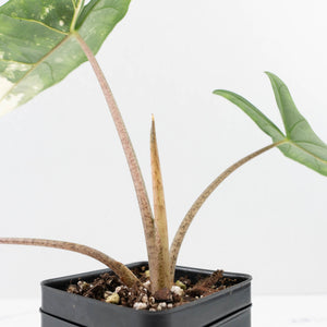 Alocasia heterophylla 'Metallic Blue' Albo variegated (wk37-U75)