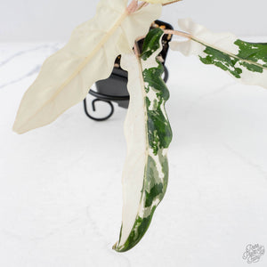 Alocasia Lauterbachiana Albo Variegated (wk28-I)