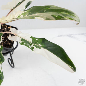 Alocasia Lauterbachiana Albo Variegated (wk28-I)