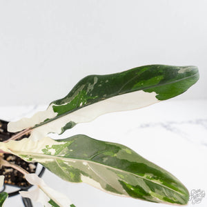 Alocasia Lauterbachiana Albo Variegated (wk28-I)