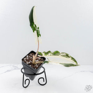 Alocasia Lauterbachiana Albo Variegated (wk20-E)